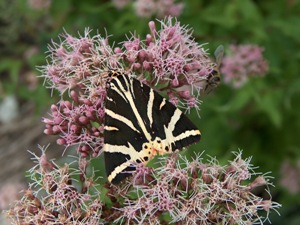 Euplagia quadripunctaria